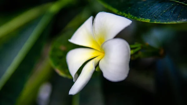 Sárga Fehér Virág Frangipani Plumeria Egy Fán Egy Napsütéses Napon — Stock Fotó