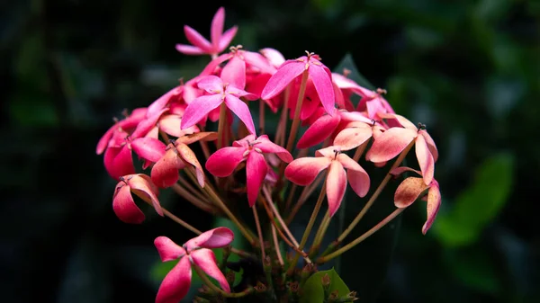 Rózsaszín Virág Természet Háttér — Stock Fotó