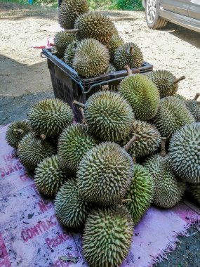 Kara sepette durian meyveleri yığını ve pazarda satılmak üzere yerde. Durian meyvelerin kralıdır. Güneydoğu Asya 'da meşhurdur. Eşsiz ve taze kokulu egzotik bir meyve..