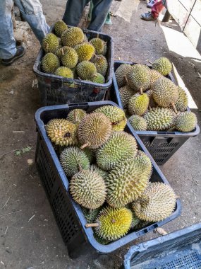Pazarda satılmaya hazır üç sepet Durian meyvesi. Durian meyvelerin kralıdır. Güneydoğu Asya ülkelerinin ünlü meyveleri. Eşsiz ve zengin kokulu egzotik bir meyve..