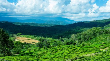 Sabah 'da çayın üretildiği yeşil bahçe manzarası. Ranau, Sabah Çay Bahçesi.