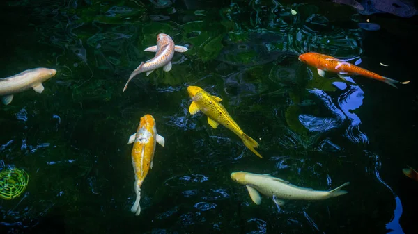 Hermoso Colorido Pez Koi Nadando Estanque Del Parque Temático Sunway — Foto de Stock