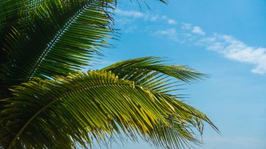 Hindistan cevizi palmiyesi dalları açık mavi gökyüzüne karşı Kuala Terengganu 'daki Batu Buruk Sahili yakınlarında. Güzel tropik arkaplan.