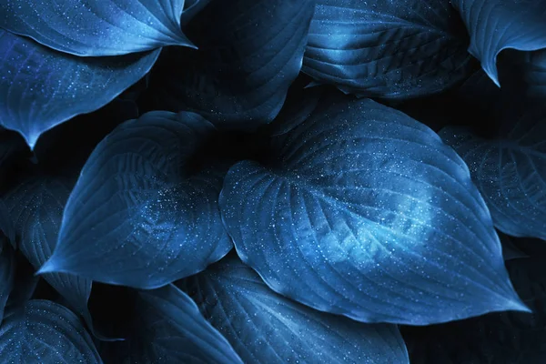 Folhagem azul com gotas de chuva . Fotos De Bancos De Imagens Sem Royalties