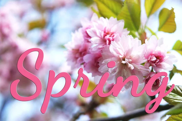 Tavaszi Szakura virágai — Stock Fotó