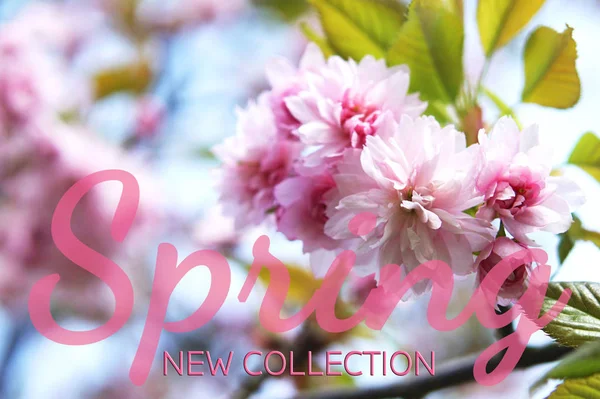 Flowers of spring sakura — Stock Photo, Image