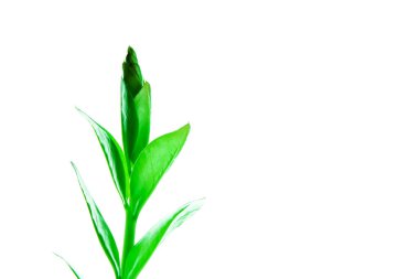 Frash green leaves isolated on white backrgound.