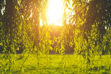 Doğa geçmişi. Söğüt dalları çimlere doğru iniyor.