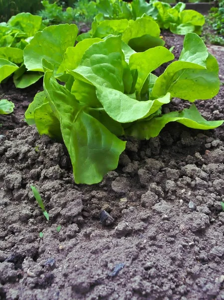 Fresh lettuce growing in soil — Stock Photo, Image