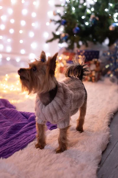 Yorkshire Terrier dans un pull tricoté dans une chambre avec un décor de Noël sur une couverture lilas — Photo