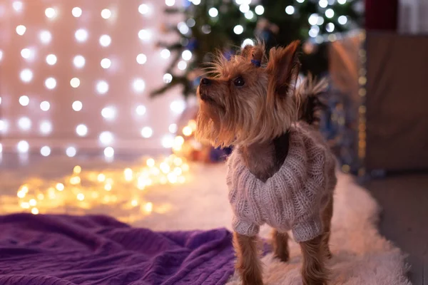 Yorkshire Terrier i en stickad tröja i ett rum med en juldekor på en lila filt — Stockfoto