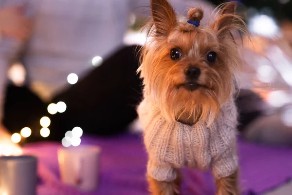Yorkshire Terrier i en stickad tröja i ett rum med en juldekor på en lila filt — Stockfoto