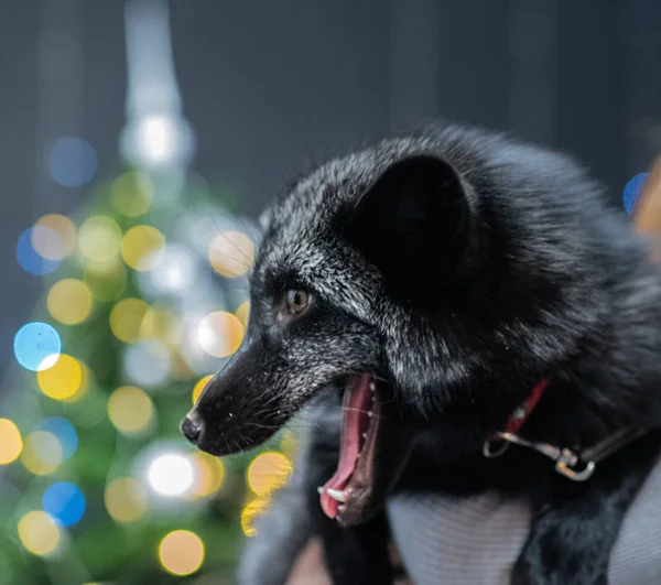 Silver fox on the background of Christmas lights garlands — Stock Photo, Image