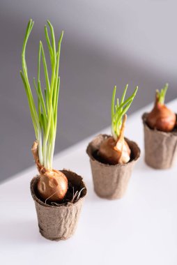 Ekmek için kağıt bardaklarda pencerenin arka planında yeşil soğan. Soğan büyümesinin aşamaları. Genç ateş ediyor..