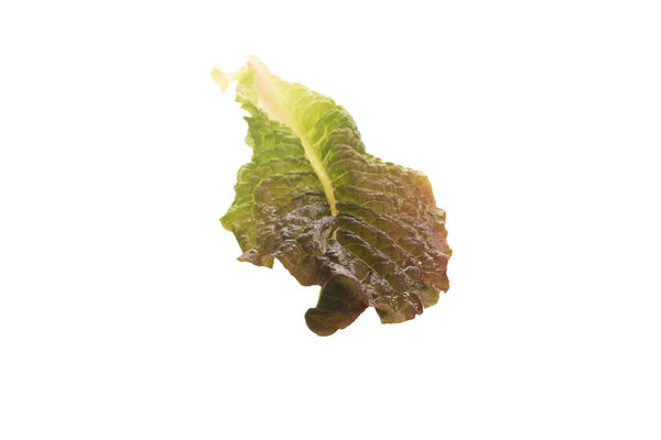 green salad on a white background isolated