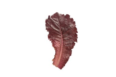 izole beyaz zemin üzerine yeşil salata