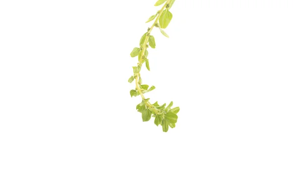 Spinat isoliert auf weißem Hintergrund. Curl. — Stockfoto