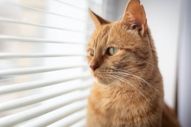 Kırmızı kedi pencere eşiğinde oturur ve perdelerden bakar.