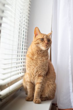 Kırmızı kedi pencere eşiğinde oturur ve perdelerden bakar.