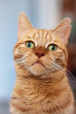 Bulanık arka planda kırmızı kedi sorgulama bakışlarıyla