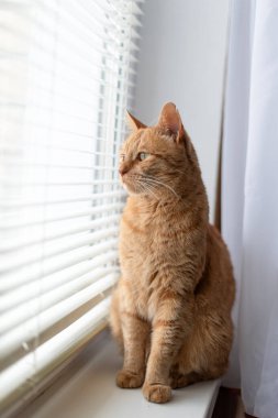 Kırmızı kedi pencere eşiğinde oturur ve perdelerden bakar.