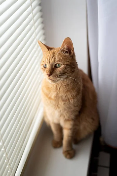 Gato rojo se sienta en un alféizar de la ventana y mira a través de las persianas —  Fotos de Stock
