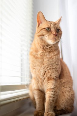 Kırmızı kedi pencere eşiğinde oturur ve perdelerden bakar.