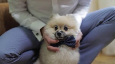 Dog breed of spitz with bow tie on neck looks at the camera and show his tongue