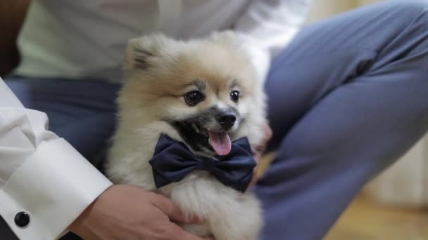 Собака породы spitz с бабочкой галстук на шее смотрит в камеру и показать свой язык — стоковое видео