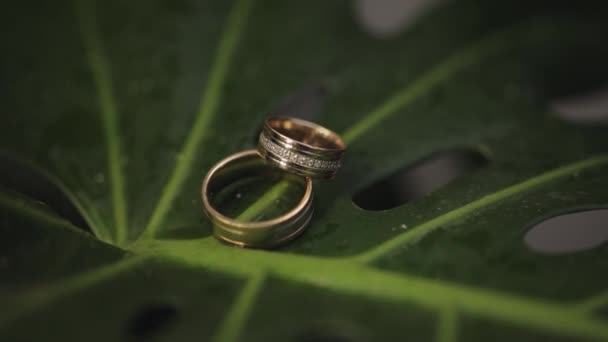 Весільні кільця на зеленому вологому листі після дощу. Весільні деталі та аксесуари — стокове відео