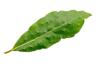 Turunçgillerin yapraklarında hastalık lekeleri var. Tarım Hastalığı.