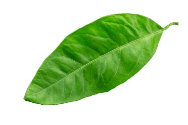 Turunçgillerden oluşan yeşil bir yaprak. Beyaz arka planda izole edilmiş. Yakın plan.