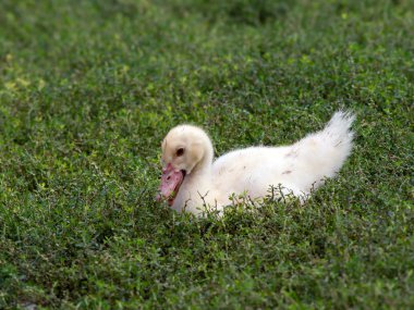 Sessiz ördek (Cairina m)