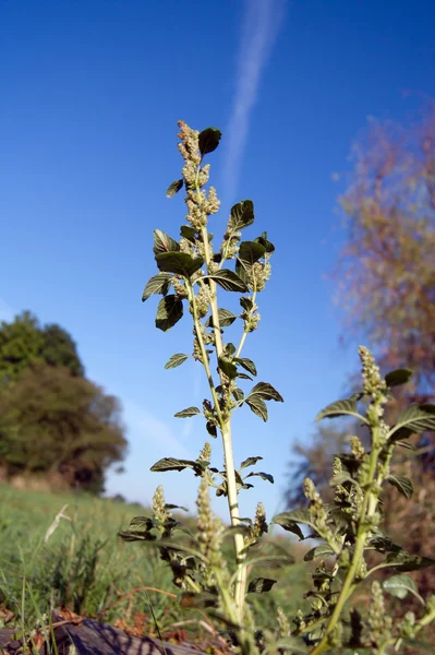 Pigweed (Amaranthus retroflexus) — Stockfoto