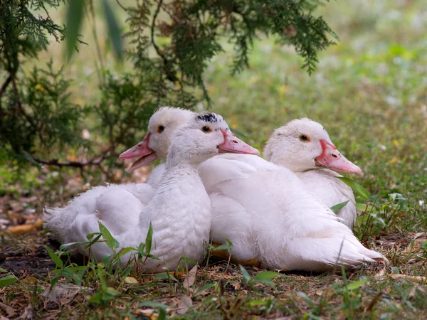 Stille eend (Cairina moschata) — Stockfoto