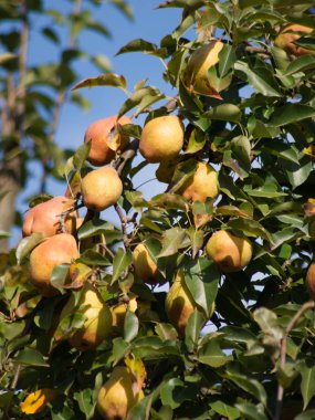 Ağaçtaki armutlar