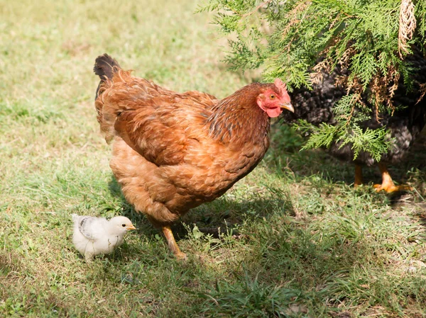 Die brütenden Küken. — Stockfoto