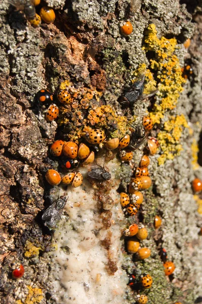 Harmonia axyridis ash tree sap. — Stockfoto