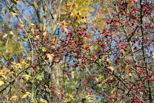 Fruit of hawthorn (Crataegus laevigata) — Stock Photo, Image