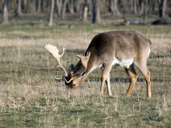 Fallow deer buck — Stock Photo, Image