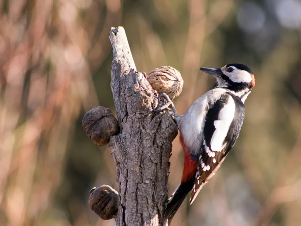 Stor fläckig hackspett (Dendrocopos major) — Stockfoto