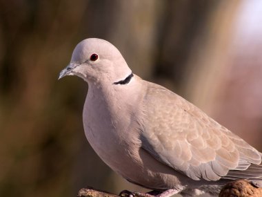 Yakalı kumru (Streptopelia decaocto) ve kuş besleme.
