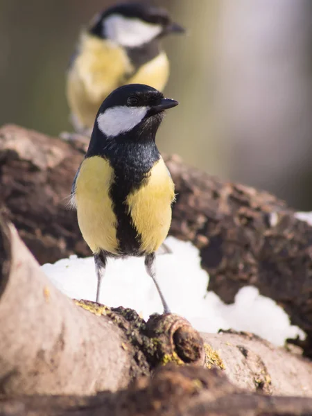 Talgoxe (Parus major) och fågel utfodring. — Stockfoto