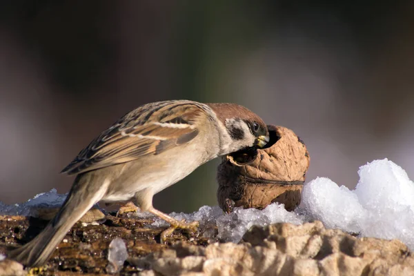 Bruant (Passer domesticus) et alimentation des oiseaux . — Photo