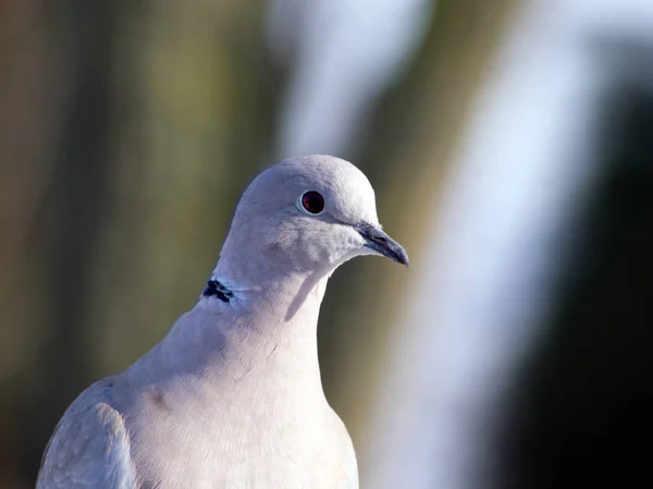 Collared Dove (Streptopelia decaocto) and bird feeding. — Stock Photo, Image