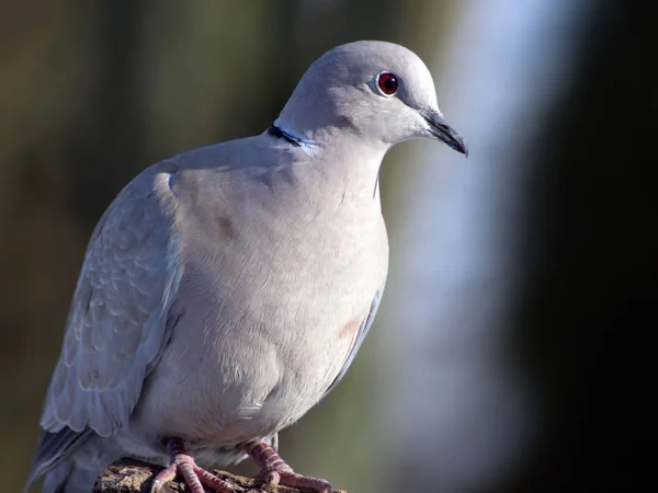 Collared Dove (Streptopelia decaocto) and bird feeding. — Stock Photo, Image