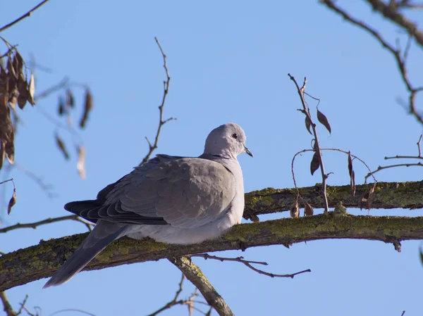 Collared Dove (Streptopelia decaocto) and bird feeding. — Stock Photo, Image