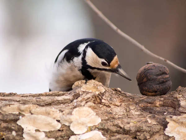 Stor fläckig hackspett (Dendrocopos major) — Stockfoto