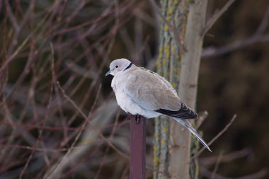 Yakalı kumru (Streptopelia decaocto) ve kuş besleme.