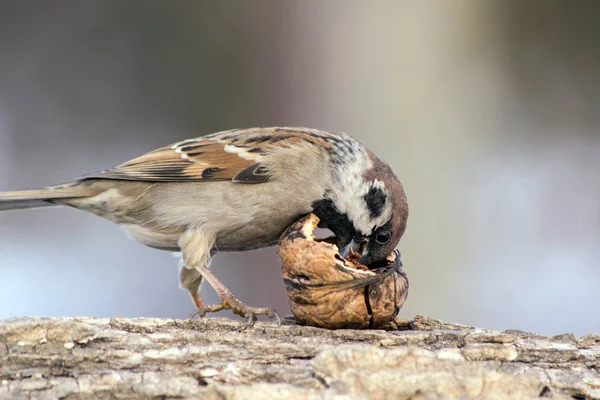 Bruant (Passer domesticus) et alimentation des oiseaux . — Photo